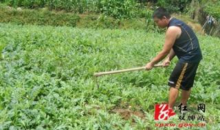 黑西瓜种植方法 黑美人西瓜种植技术